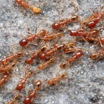 Red ants are a dangerous neighborhood