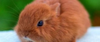 кролик лисья порода