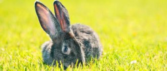 кролик на траве