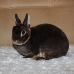 Rabbit with smooth fur