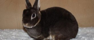 Rabbit with smooth fur