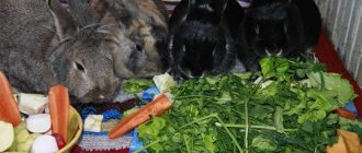 Rabbits eat