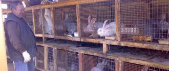 rabbits in cages