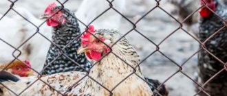 Chicken crosses: how do they differ from breed and hybrid? The most popular crosses of egg, meat-egg and meat directions 