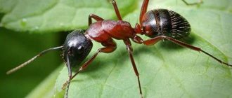 Кроваво-красный муравей (рабовладелец)
