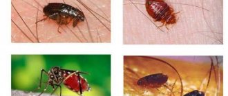 Blood-sucking insects in bed or who bites at night?