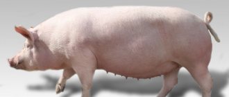 Large white breed of pig