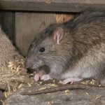 Крыса ест зерно