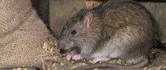 Rat eats grain