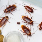 Who eats cockroaches