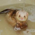 Ferret bathing