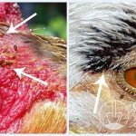 Куриные блохи вокруг глаз птиц (паразиты сверху выглядят, как узенькие черточки. Тельце у них совсем плоское (сплющенное с боков), окраска – темно-коричневая)