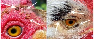 Chicken fleas around the eyes of birds (the parasites look like narrow lines from above. Their body is completely flat (flattened on the sides), the color is dark brown)