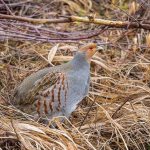 Partridge-bird-Description-features-species-lifestyle-and-habitat-partridge-7