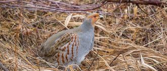 Partridge-bird-Description-features-species-lifestyle-and-habitat-partridge-7