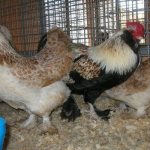 Chickens of the Faverol breed
