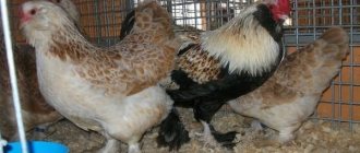 Chickens of the Faverol breed