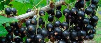 Black currant bush