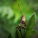 Grasshopper in the grass, photo photography insects