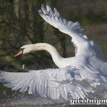 Mute swan-Lifestyle-and-habitat of the mute swan-21