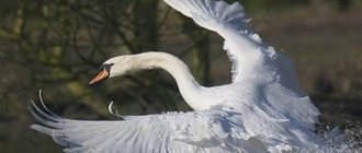 Mute swan-Lifestyle-and-habitat of the mute swan-21