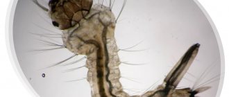 Mosquito larva description and photo