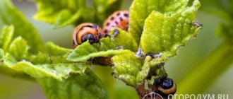 Личинки жука представляют особую опасность, поскольку отличаются прожорливостью и за короткое время способны уничтожить большую часть урожая
