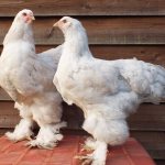 shaggy chickens