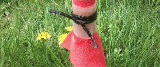 DIY tree catching belt: 5 options for reliable protection against pests
