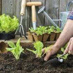 The best soils for plants