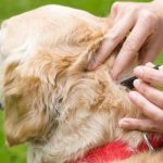 The best anti-tick drops for dogs