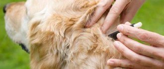 The best anti-tick drops for dogs