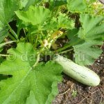 The best varieties of zucchini for open ground in the Moscow region