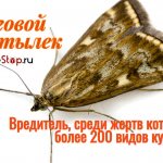 The meadow moth is popularly called motilitsa
