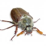 May beetle photo
