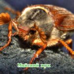 Майский жук или майский хрущ (Melolontha hippocastani). Описание, фото и видео майского жука