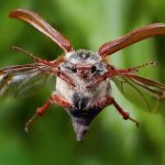 May beetle in flight