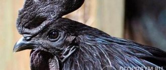 Максимально темный окрас птицы (включая глаза, гребень, язык и даже кости) придает ей особую мистическую красоту