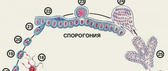 малярийный плазмодий развитие