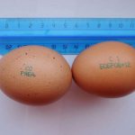 Markings on eggs