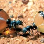 Медовые муравьи