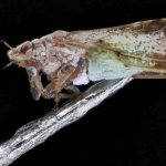 Мексиканская листоблошка (Diaphorina citri), фото фотография насекомые