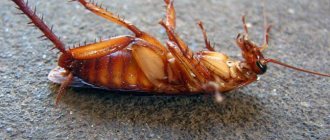 Dead cockroach