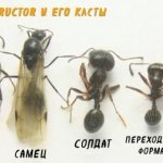 Messor Structor (степные муравьи-жнецы):содержание в домашних условиях