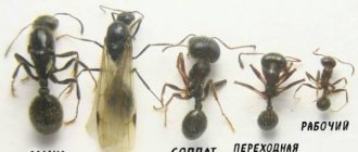 Messor Structor (steppe harvester ants): keeping at home