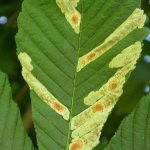 Mining moth on chestnuts: why it appears and how to fight it