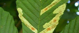 Mining moth on chestnuts: why it appears and how to fight it