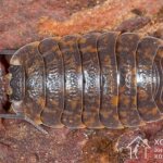 Woodlice are small insects that are attracted to apartments by unsanitary conditions and dampness.