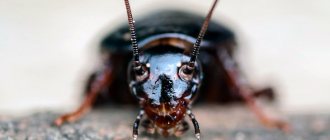 Large face of a black cockroach