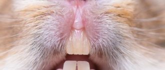 Rabbit muzzle teeth